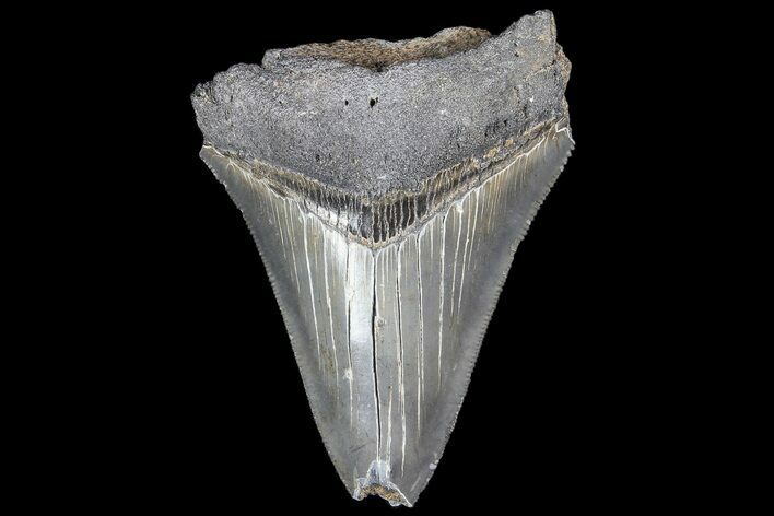 Bargain, Fossil Megalodon Tooth #89404